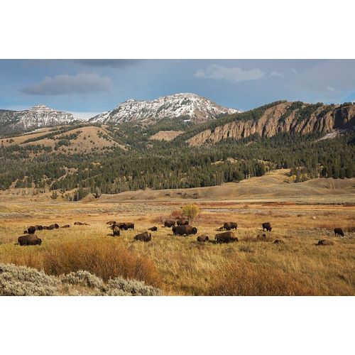 Bison in Lamar Valley-Yellowstone National Park